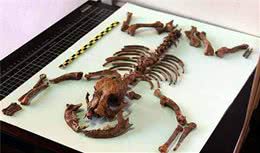 西班牙考古出2千年前小狗遗骸，成古罗马养宠证明，宠物地位不高