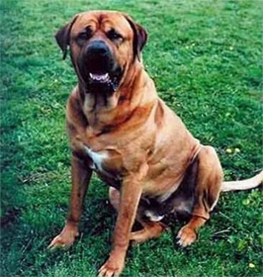 世界十大猛犬知多少?牛头梗竟上榜，中国一猛犬雄踞榜一!