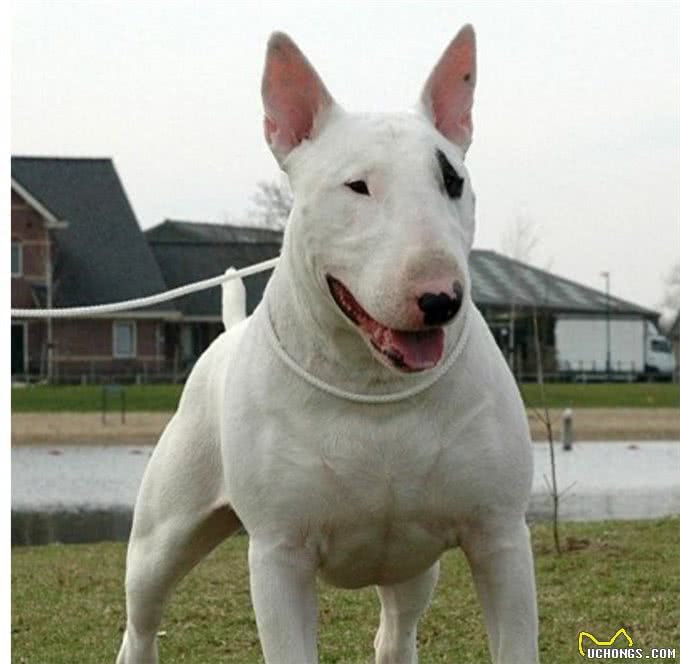 世界十大猛犬知多少?牛头梗竟上榜，中国一猛犬雄踞榜一!