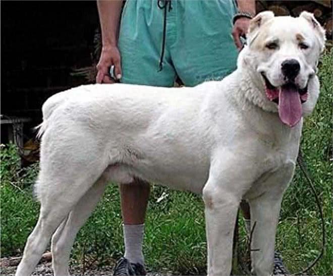 世界十大猛犬知多少?牛头梗竟上榜，中国一猛犬雄踞榜一!