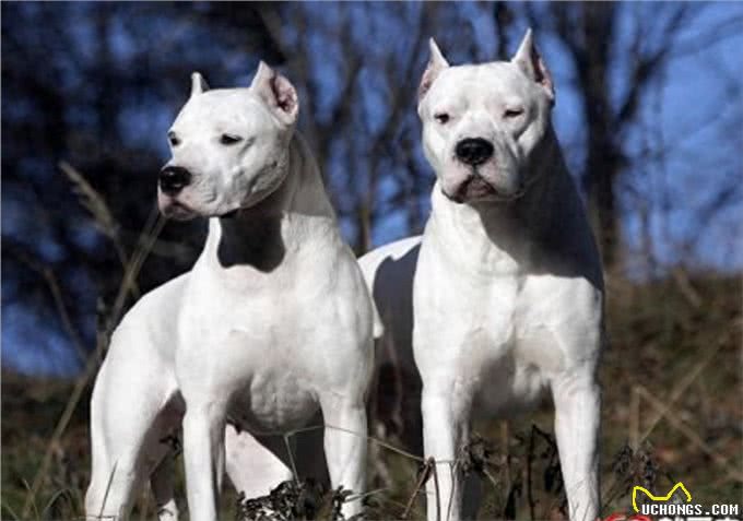 世界十大猛犬知多少?牛头梗竟上榜，中国一猛犬雄踞榜一!