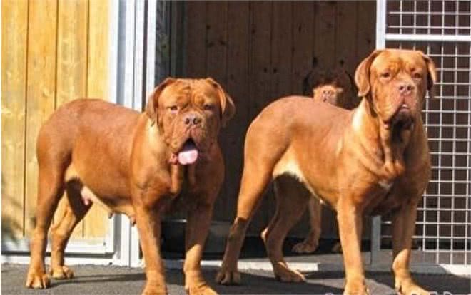 世界十大猛犬知多少?牛头梗竟上榜，中国一猛犬雄踞榜一!