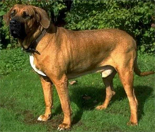 世界十大猛犬知多少?牛头梗竟上榜，中国一猛犬雄踞榜一!