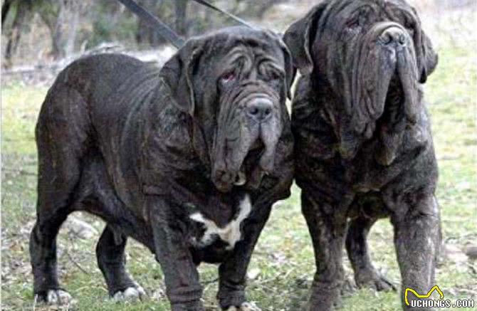 世界十大猛犬知多少?牛头梗竟上榜，中国一猛犬雄踞榜一!