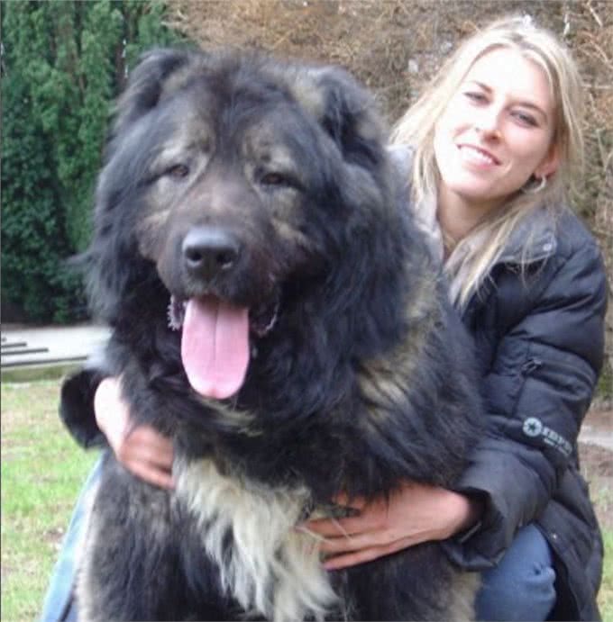 世界十大猛犬知多少?牛头梗竟上榜，中国一猛犬雄踞榜一!