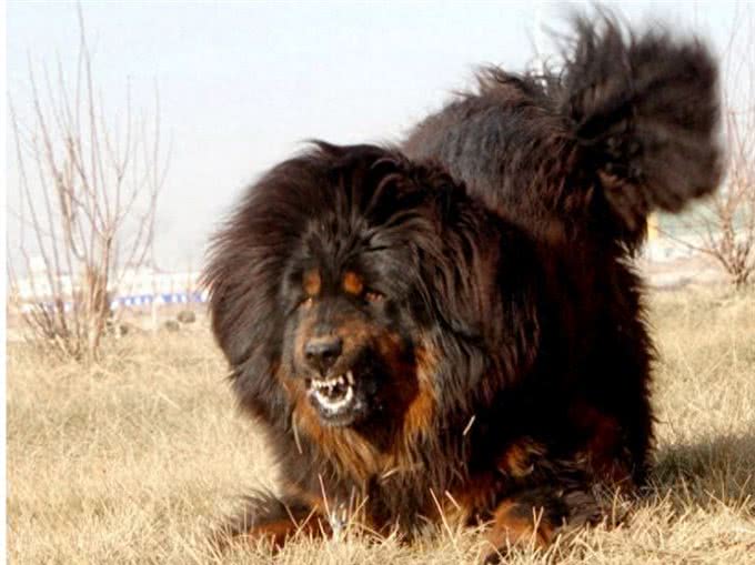 世界十大猛犬知多少?牛头梗竟上榜，中国一猛犬雄踞榜一!