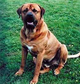 世界十大猛犬知多少?牛头梗竟上榜，中国一猛犬雄踞榜一!