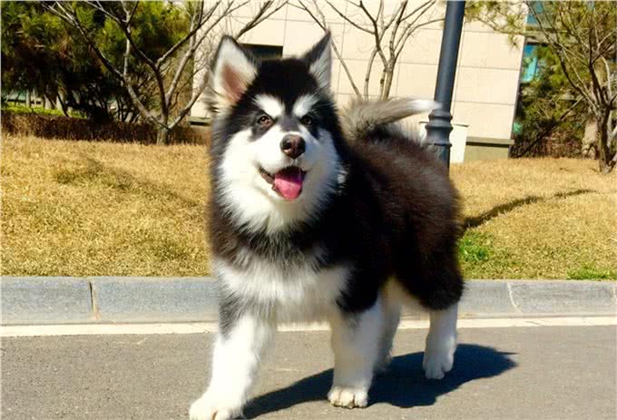 宠物的四季健康管理之宠物狗秋季的健康管理