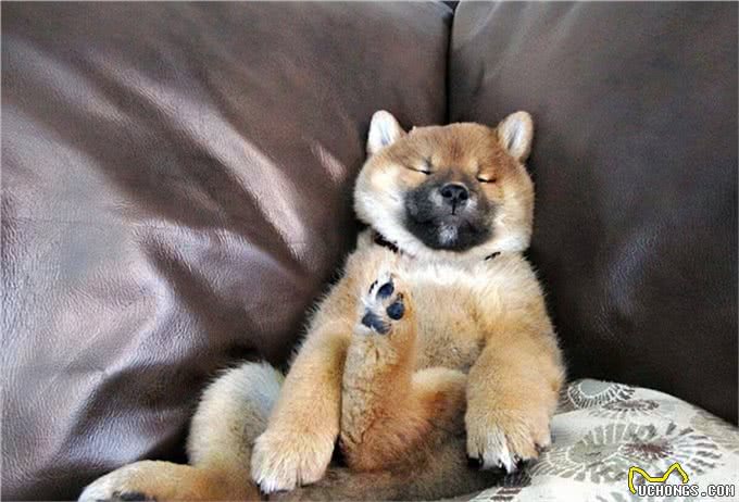 宠物的四季健康管理之宠物狗秋季的健康管理