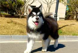 宠物的四季健康管理之宠物狗秋季的健康管理