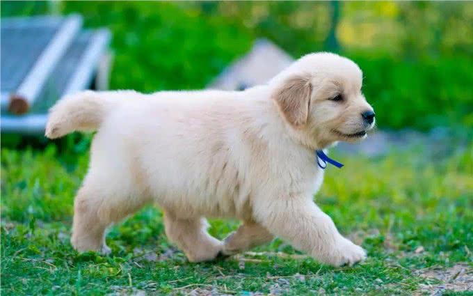 刚到家的幼犬应该注意哪些问题