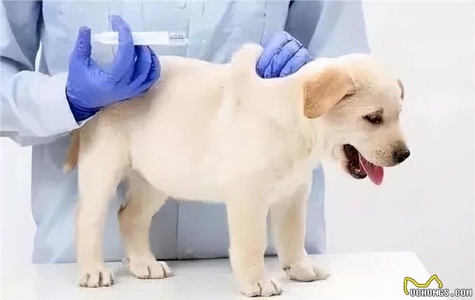 刚到家的幼犬应该注意哪些问题