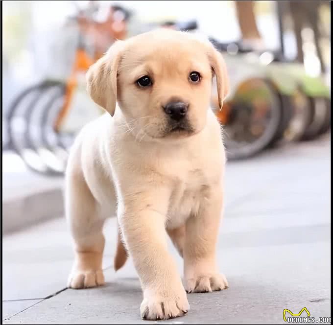 刚到家的幼犬应该注意哪些问题