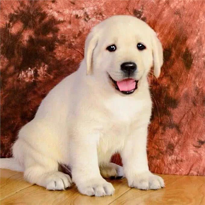 刚到家的幼犬应该注意哪些问题