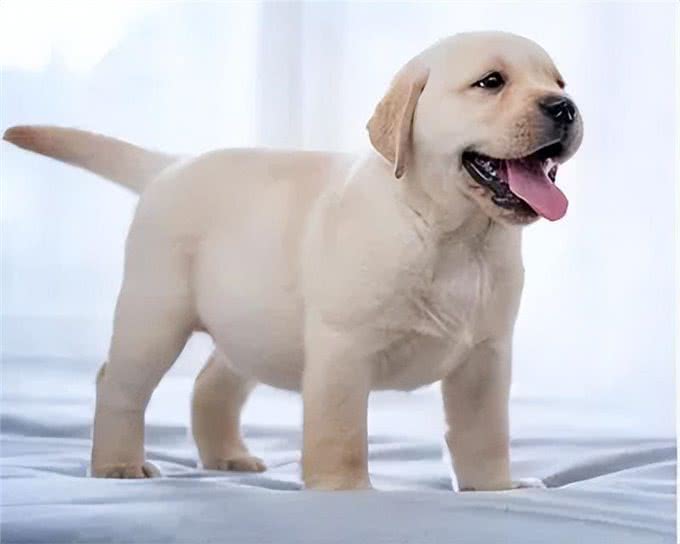 刚到家的幼犬应该注意哪些问题