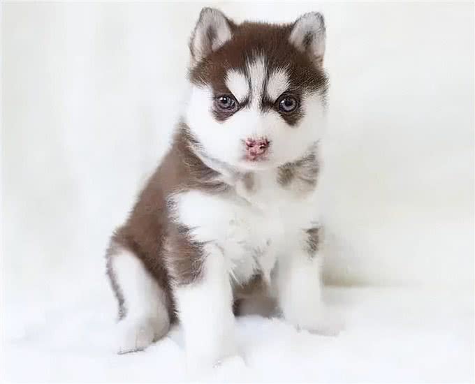 刚到家的幼犬应该注意哪些问题