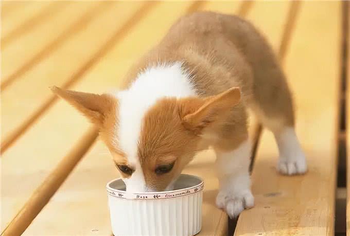 刚到家的幼犬应该注意哪些问题