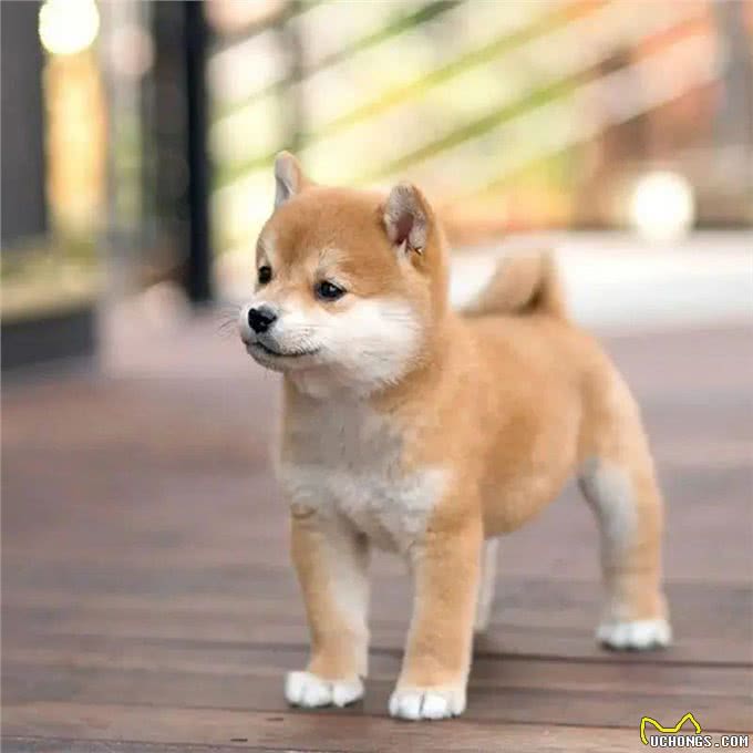 刚到家的幼犬应该注意哪些问题