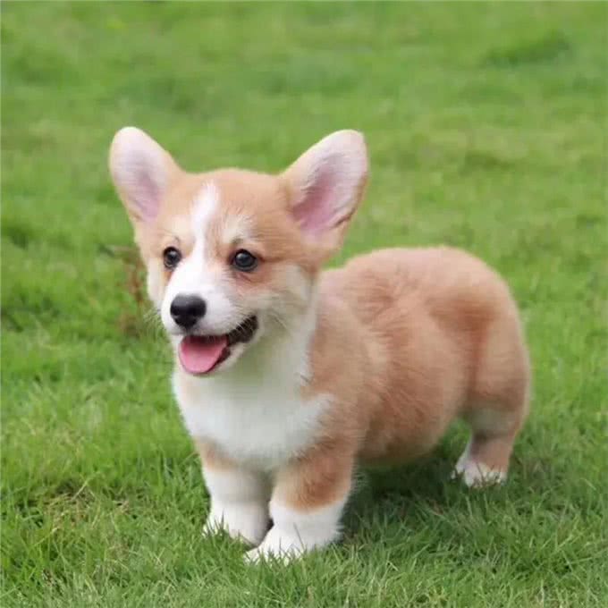 刚到家的幼犬应该注意哪些问题