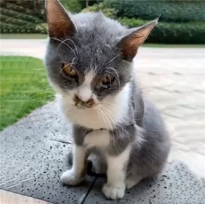 英短猫的弃养率攀升，原因有6点，过于真实了