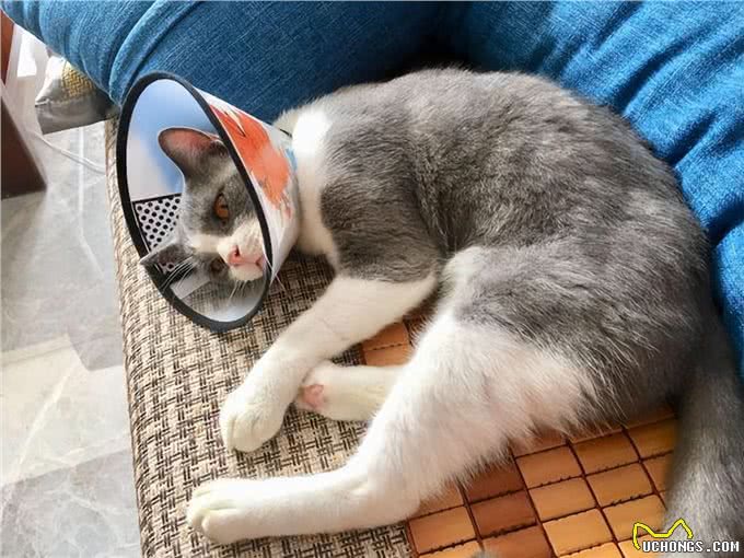 英短猫的弃养率攀升，原因有6点，过于真实了