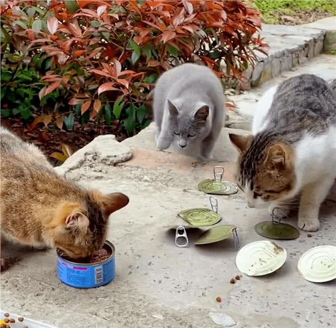 英短猫的弃养率攀升，原因有6点，过于真实了