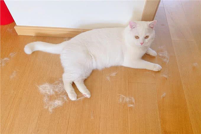 英短猫的弃养率攀升，原因有6点，过于真实了