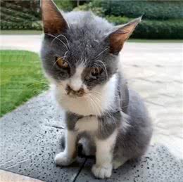 英短猫的弃养率攀升，原因有6点，过于真实了