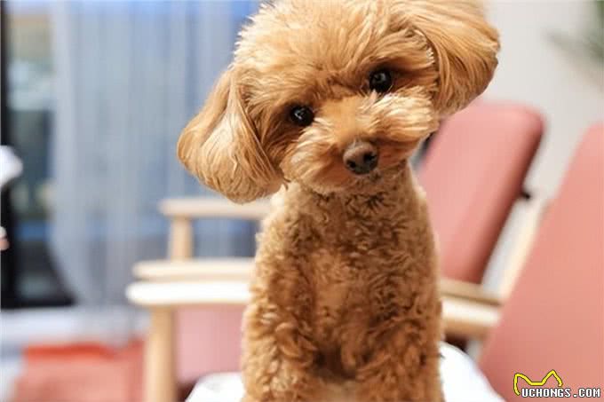 饲养狗狗的六大禁忌：别让你的爱变成废柴狗的根源!