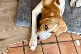 饲养狗狗的六大禁忌：别让你的爱变成废柴狗的根源!