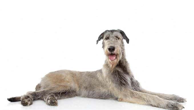 爱宠说物:爱尔兰猎狼犬，了解一下?