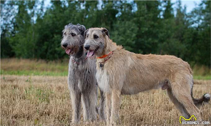 爱宠说物:爱尔兰猎狼犬，了解一下?