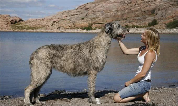 爱宠说物:爱尔兰猎狼犬，了解一下?