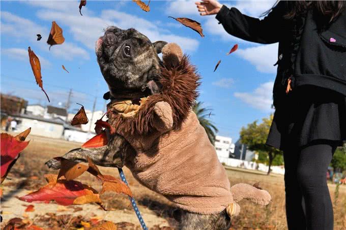 ＂了解狗狗散步前的心理，轻松驾驭爱犬!＂