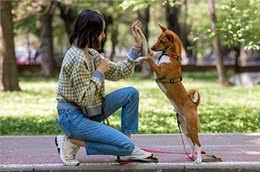 ＂了解狗狗散步前的心理，轻松驾驭爱犬!＂