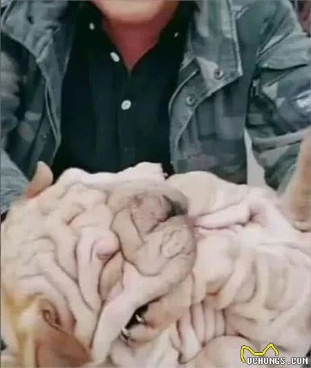 花3万块买了一只狗，老妈嘲笑像抹布，懂行的人却说赚大了