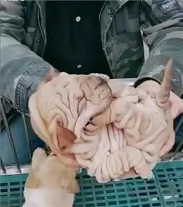 花3万块买了一只狗，老妈嘲笑像抹布，懂行的人却说赚大了