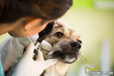 狗狗眯眼大揭秘:四种心理选择，如何判断负面因素?