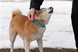 狗狗眯眼大揭秘:四种心理选择，如何判断负面因素?