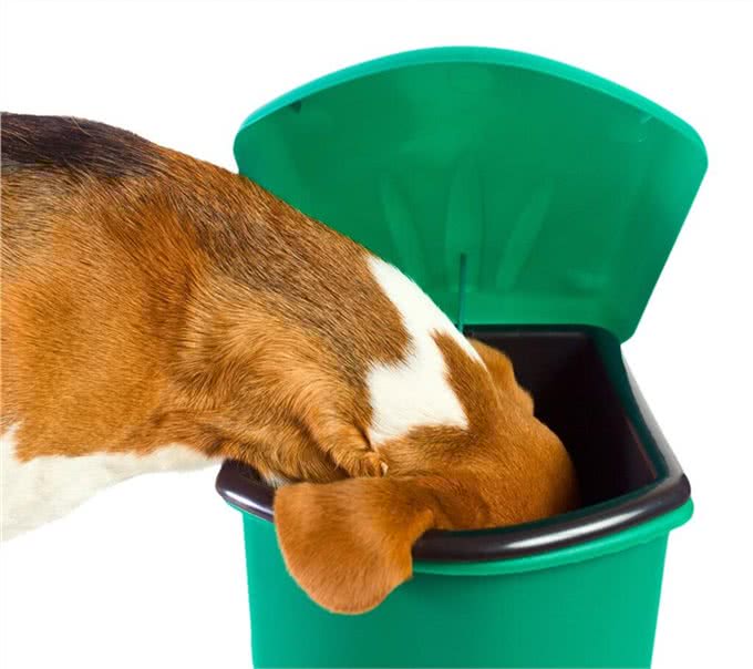 狗狗爱翻食垃圾桶，不一定是嘴馋，也有可能是缺少元素