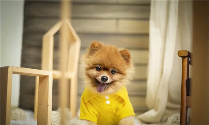 狗狗爱翻食垃圾桶，不一定是嘴馋，也有可能是缺少元素