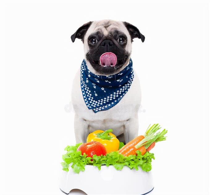 狗狗爱翻食垃圾桶，不一定是嘴馋，也有可能是缺少元素