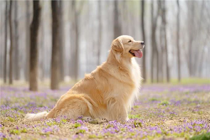 狗狗人工立耳方法，三招教你轻松完成，满满干货一次打包给你!