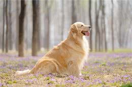 狗狗人工立耳方法，三招教你轻松完成，满满干货一次打包给你!