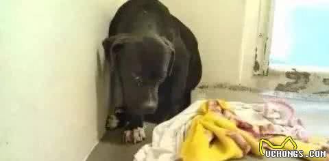 狗狗也可能会得抑郁症，差点被安乐死，如今成这样