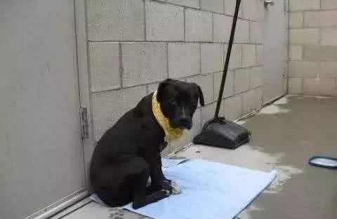 狗狗也可能会得抑郁症，差点被安乐死，如今成这样