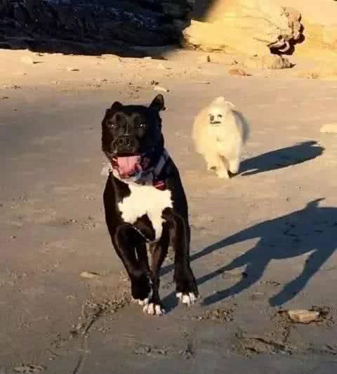 狗狗也可能会得抑郁症，差点被安乐死，如今成这样