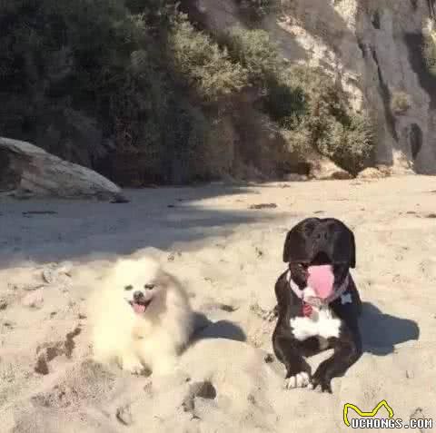 狗狗也可能会得抑郁症，差点被安乐死，如今成这样