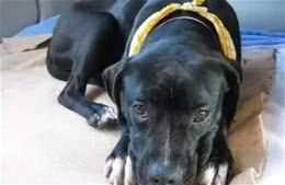 狗狗也可能会得抑郁症，差点被安乐死，如今成这样