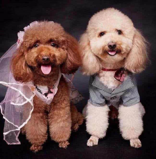 可爱如动物系的玩具贵宾女孩子，跟她们谈恋爱是最美好的